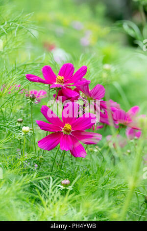 Cosmos Bipinnatus Blume Stockfoto