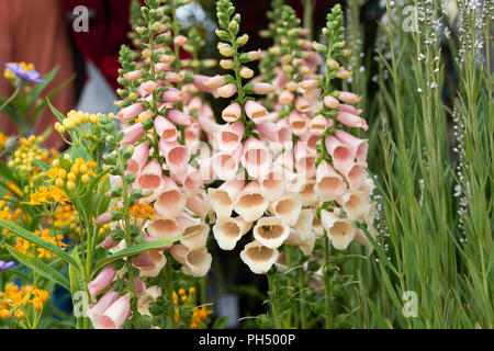 Digitalis dalmatinischen Apricot. Fingerhut Stockfoto