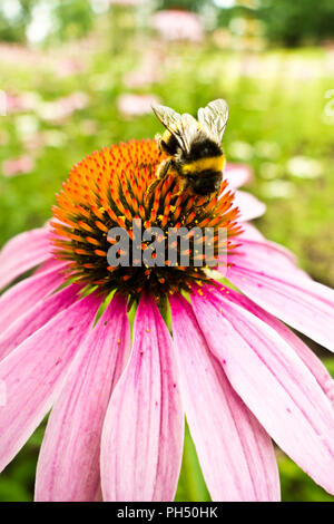 Bumblebee probing Nektar aus einer Echinacea Blume Stockfoto