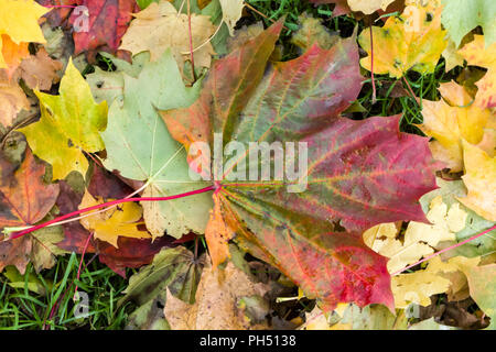 Zucker oder Rock Ahorn Acer Saccharum Blätter im Herbst auf Boden Stockfoto