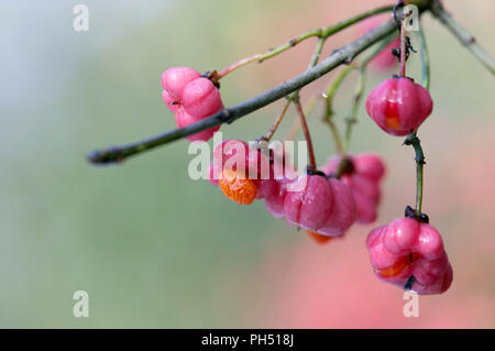 Spindel Baum, Euonymus europaeus, die rosa und orange Früchte und Samen am Baum im Herbst. Stockfoto