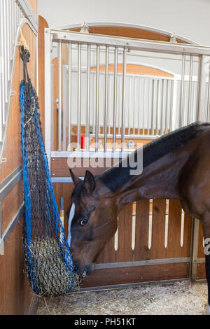 Warmblut. Bucht Erwachsenen das Heu aus dem Netz hängen an der stabilen Wand. Deutschland Stockfoto