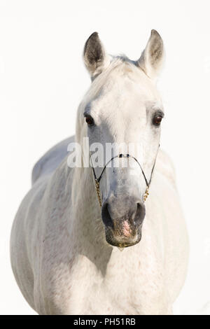 Shagya Araber. Portrait von schimmelhengst mit Neckholder, vor einem weißen Hintergrund zu sehen. Österreich Stockfoto