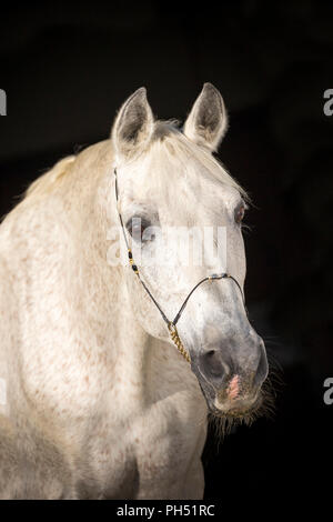 Shagya Araber. Portrait von schimmelhengst mit Neckholder, vor einem schwarzen Hintergrund gesehen. Österreich Stockfoto