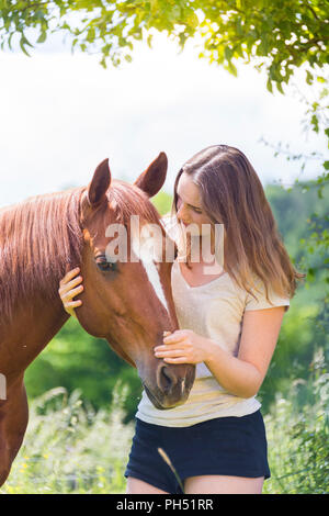 American Quarter Horse. Streichelzoo Mädchen Fuchswallach auf einer Wiese. Österreich Stockfoto