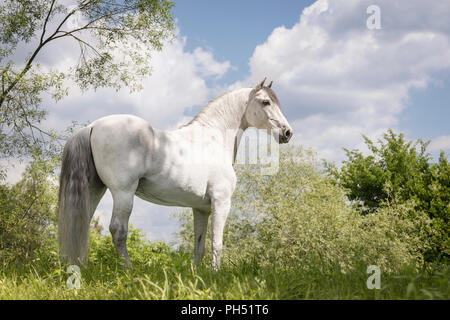 Reine Spanische Pferd, PRE, Andalusischen Pferdes. Graue Hengst steht auf einer Wiese. Österreich Stockfoto