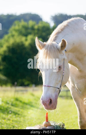 Welsh Cob (Abschnitt D). Cremello Stute auf seiner Geburtstagstorte. Österreich Stockfoto