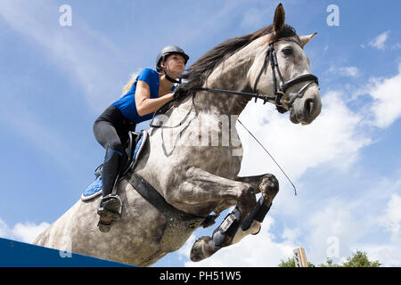 Österreichisches Warmblut. Grey Mare mit Reiter über ein Hindernis springen. Österreich Stockfoto