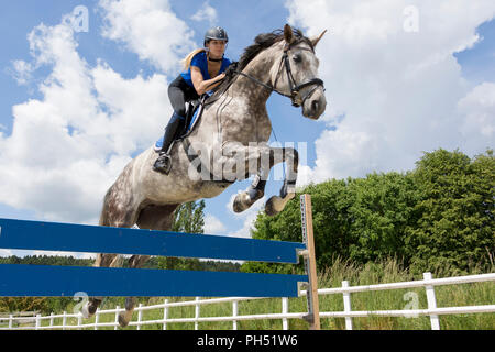 Österreichisches Warmblut. Grey Mare mit Reiter über ein Hindernis springen. Österreich Stockfoto