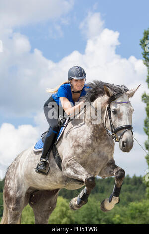 Österreichisches Warmblut. Grey Mare mit Reiter über ein Hindernis springen. Österreich Stockfoto