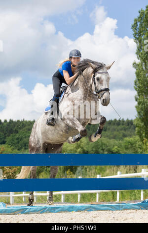 Österreichisches Warmblut. Grey Mare mit Reiter über ein Hindernis springen. Österreich Stockfoto