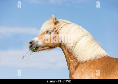 Haflinger. Portrait einer Stute. Österreich Stockfoto