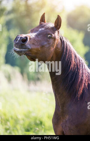 Arabische Pferd. Portrait bay gelding auf einer Wiese. Österreich Stockfoto