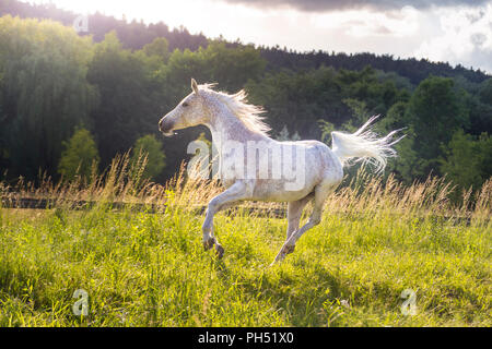 Arabische Pferd. Fliegenschimmelstute mare gallopieren auf einer Weide. Österreich Stockfoto