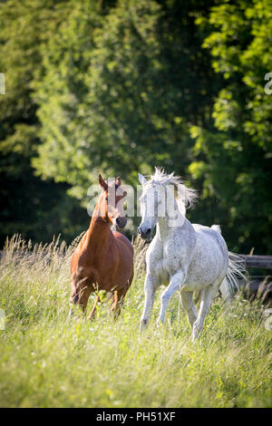 Arabische Pferd. Bay gelding und fliegenschimmelstute Mare gallopieren auf einer Wiese. Österreich Stockfoto