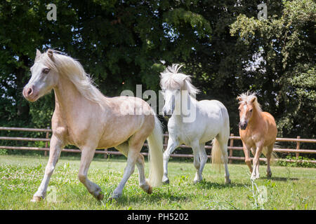 Drei Freunde auf einer Weide: Welsh Mountain Pony, Islandpferde und Haflinger. Deutschland Stockfoto