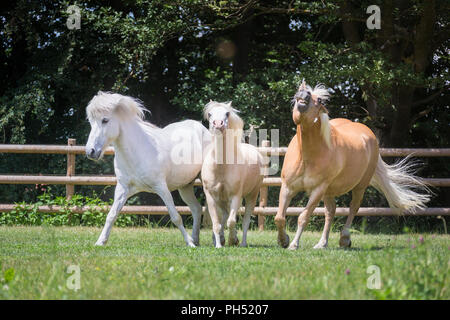 Drei Freunde auf einer Weide: Welsh Mountain Pony, Islandpferde und Haflinger. Deutschland Stockfoto
