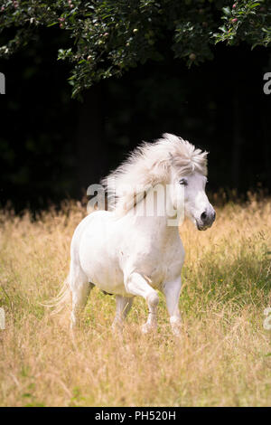 Islandpferd. Schimmelwallach gallopieren auf einer Weide. Deutschland Stockfoto