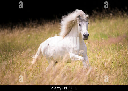 Islandpferd. Schimmelwallach gallopieren auf einer Weide. Deutschland Stockfoto