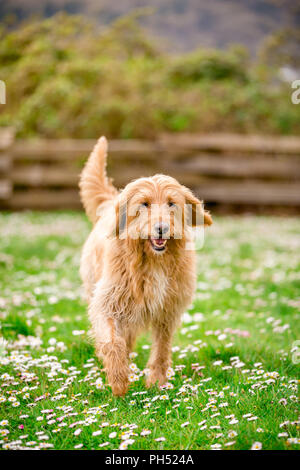 Happy Labradoodle Hund läuft in einer Wiese. Stockfoto