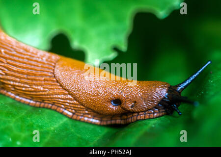 Rote Garten Slug, Arion Rufus, Nahaufnahme Stockfoto