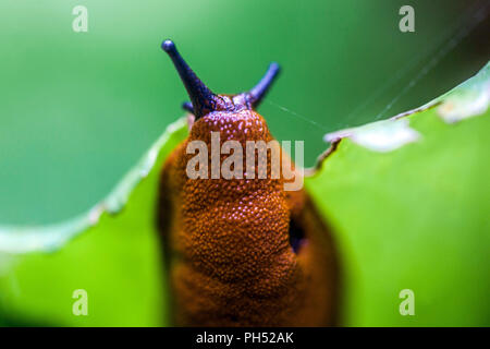 Rote Schnecke Nahaufnahme Arion rufus Stockfoto