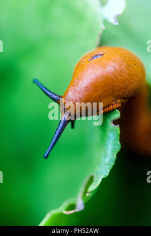 Rote Gartenschnecke auf Blatt Arion rufus, Nahaufnahme Gartenschädling Stockfoto