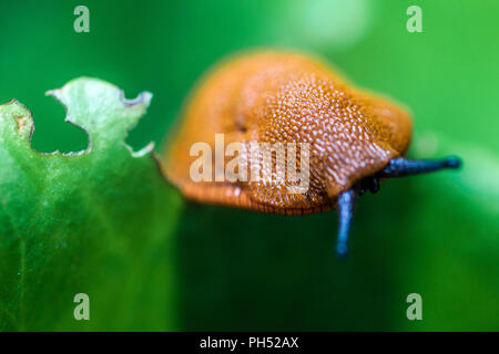 Garten slug Arion Rufus, Nahaufnahme Stockfoto