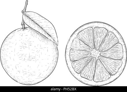 Orange mit Slice. Schwarze und weiße Hand Skizze gezeichnet Stock Vektor