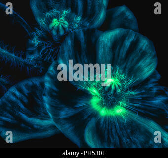 Florale Kunst detaillierte Textur makro Portrait einer Green Blue Island Mohn Blüte, schwarzer Hintergrund, Low Key, leuchtende Neonfarben, phantastischen Realismus Stockfoto