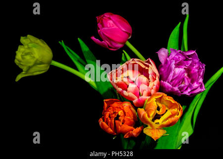 Fine Art Floral still life bunte Blume Makro einer blühenden tulip Bouquet von sechs auf schwarzem Hintergrund mit roten, rosa, orange, violett, gelb Blüten Stockfoto