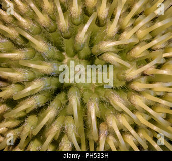 Kunst Stillleben Farbe Blumen makro Portrait des Inneren eines isolierten Protea Blüte von oben gesehen Stockfoto