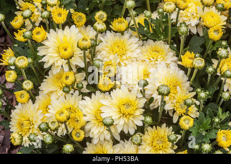 Gelbe Chrysanthemen Stockfoto