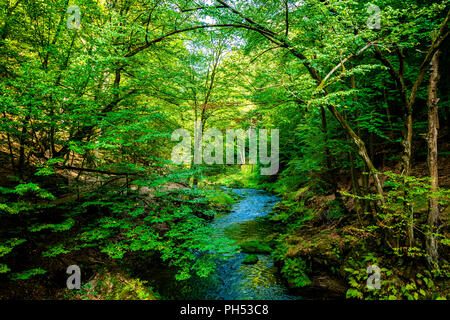 Die Kamnitz Schlucht in Sächsisch-böhmische Schweiz, Tschechische Republik Stockfoto