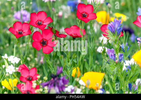 Roter Linum grandiflorum 'rubrum' scharlachroter Flachs Stockfoto