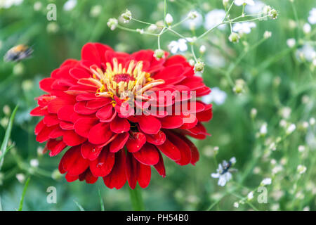 Rote Zinnia elegans im Garten, Nahaufnahme Blumenportrait, einjährige Pflanze Stockfoto