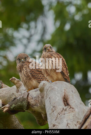 Die Jungen flügge Gemeinsame Turmfalken, Falco tinnunculus, West Lothian, Schottland, Großbritannien Stockfoto