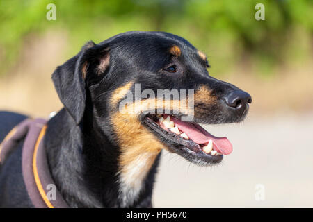 Porträt der Deutsche Pinscher an einem Sommertag Stockfoto