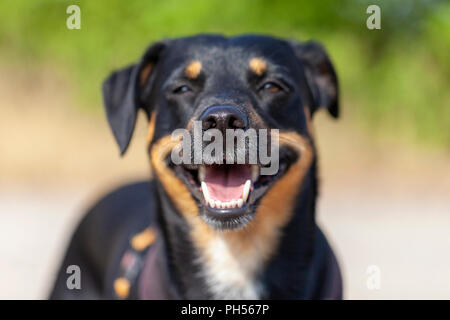 Porträt der Deutsche Pinscher an einem Sommertag Stockfoto