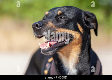 Porträt der Deutsche Pinscher an einem Sommertag Stockfoto