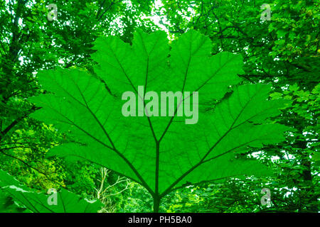 Unterseite eines riesigen Rhabarber, Gunnera tinctorial, Gunnera Blatt in einem Wald Lichtung. Stockfoto