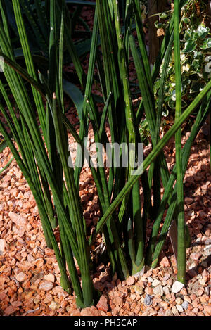 Sansevieria cylindrica, auch bekannt als die zylindrische Schlange Pflanze, afrikanische Speer oder Lanze sansevieria, ist eine sukkulente Pflanze Stockfoto