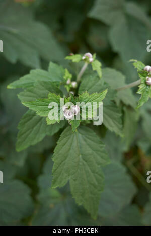 Anemone japonica Knospen Stockfoto