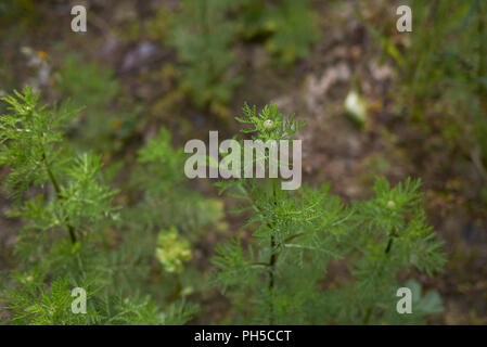 Anthemis arvensis Nahaufnahme Stockfoto