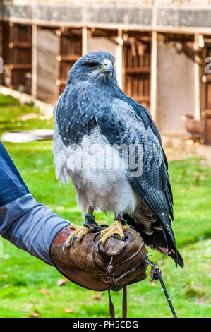 Ein chilenischer Blue Eagle, stehend auf seinem falconer (austringer) Stockfoto