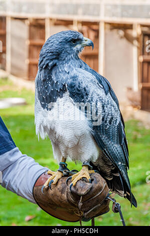 Ein chilenischer Blue Eagle, stehend auf seinem falconer (austringer) Stockfoto