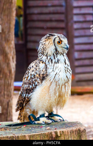 Eine junge Lange eared owl im Profil, auf einem Baumstamm Stockfoto