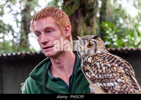 Eine junge Lange eared owl mit Ingwer behaarte männliche Handler Stockfoto