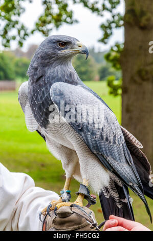 Ein chilenischer Blue Eagle, stehend auf seinem falconer (austringer) Stockfoto