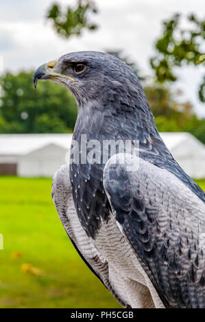 Ein chilenischer Blue Eagle im Profil Stockfoto